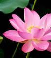 陈冠希上升星座（王菲上升星座）