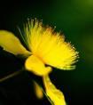王婉霏小泡芙星座（刘畊宏最喜欢小泡芙吗）
